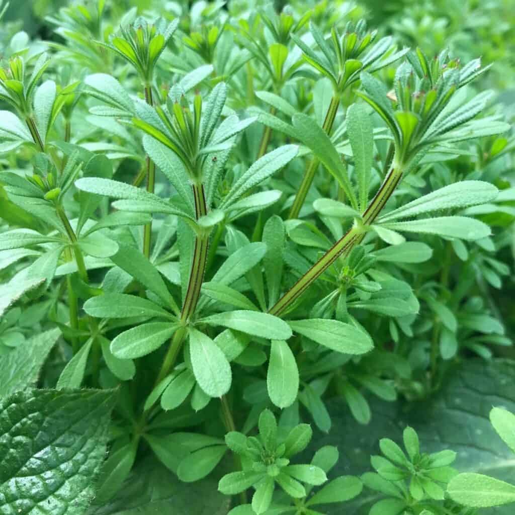 Cleavers (Organic)