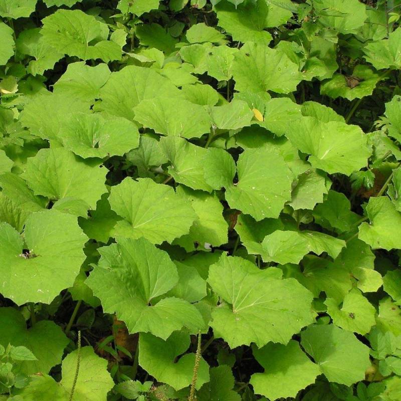 Coltsfoot (Organic)