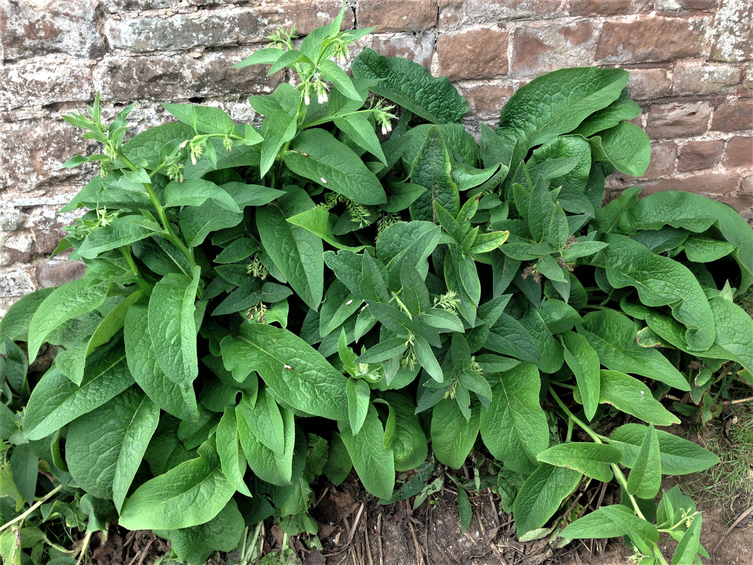 Comfrey Leaf (Organic)
