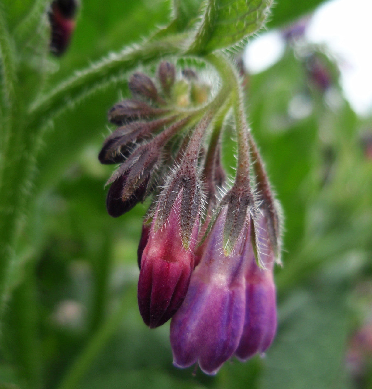 Comfrey Leaf (Organic)