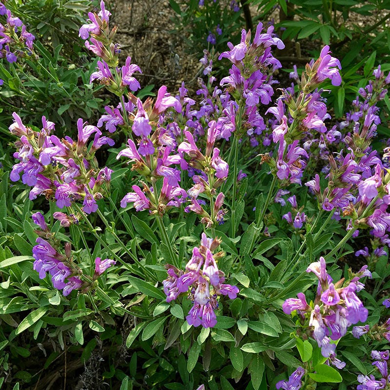 Sage Leaf (Organic)