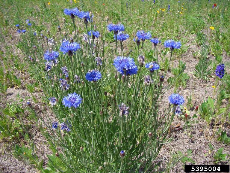 Cornflowers (Bachelor Button)