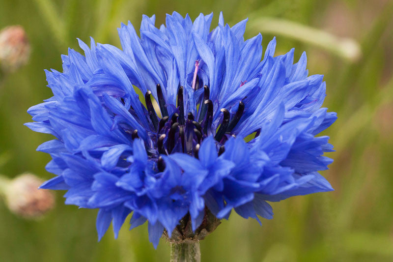 Cornflowers (Bachelor Button)