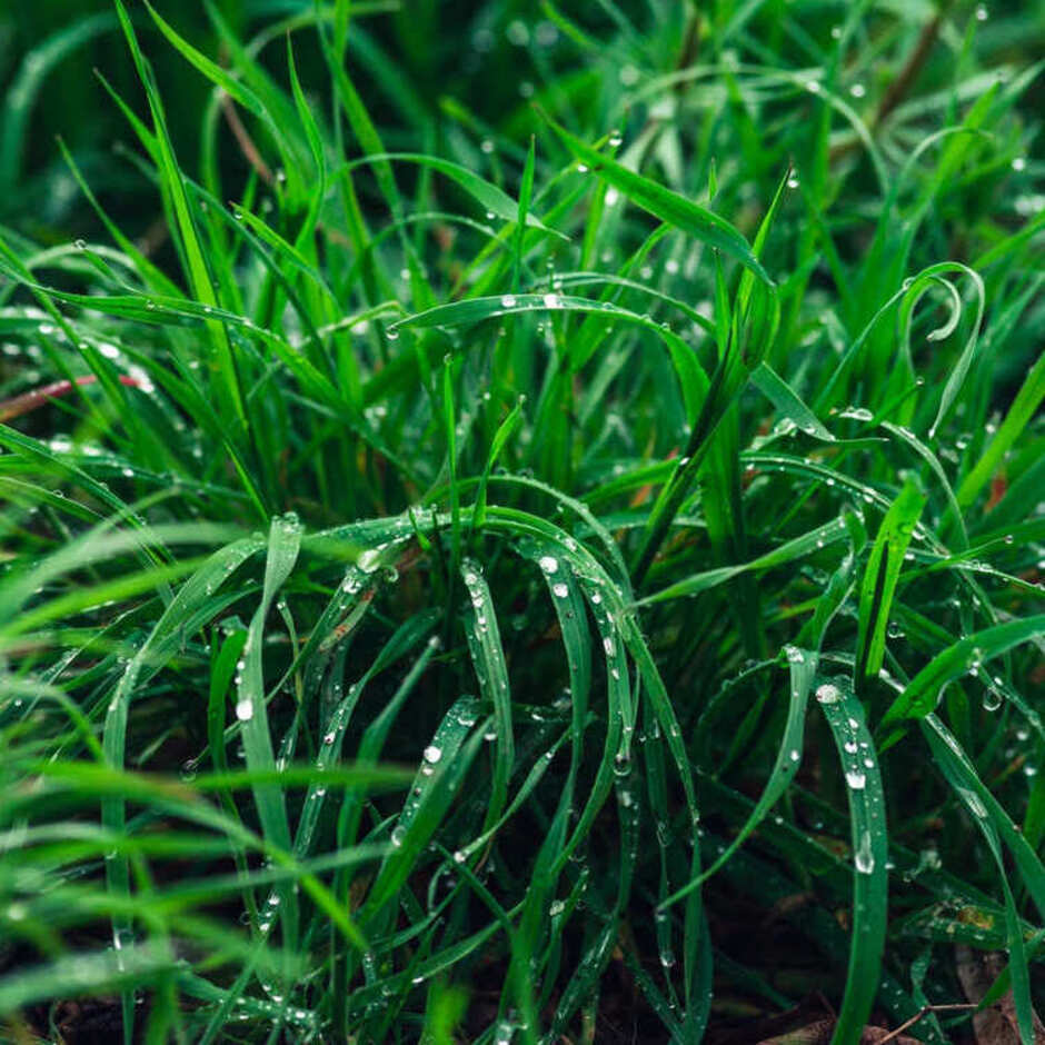 Couch Grass Root (Organic)