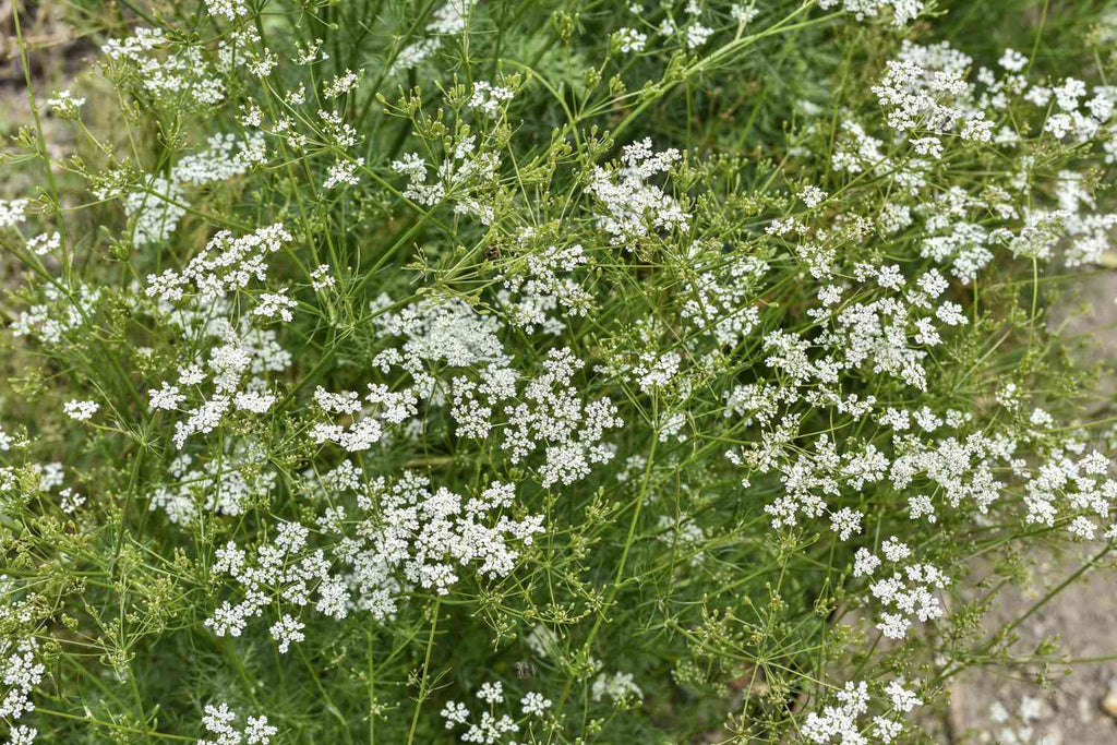Cumin Seed, Whole (Organic)