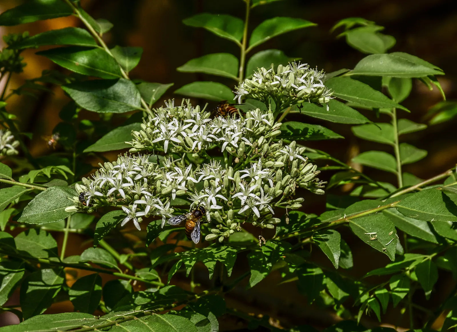 Curry Leaf (Organic)