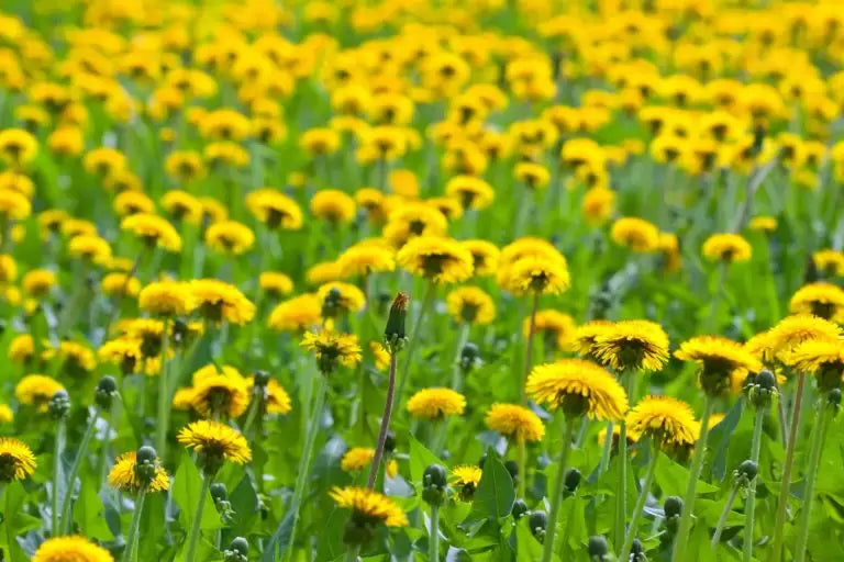 Dandelion Root Tea Bags