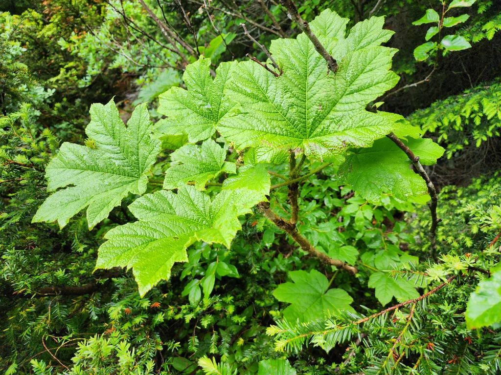 Devil's Club Root, Wild Crafted