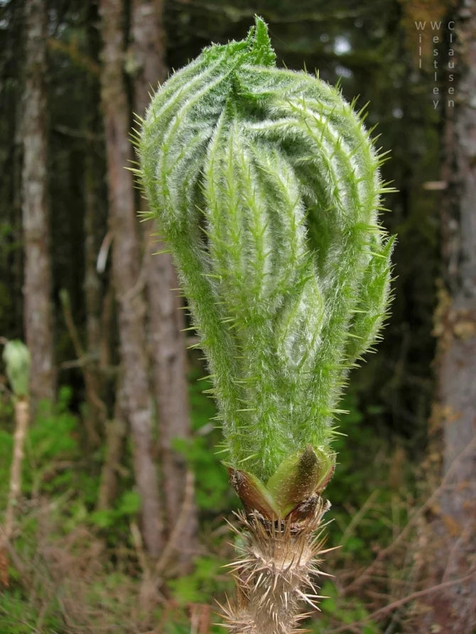 Devil's Club Root, Wild Crafted