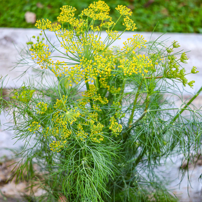 Dill Seed (Organic)