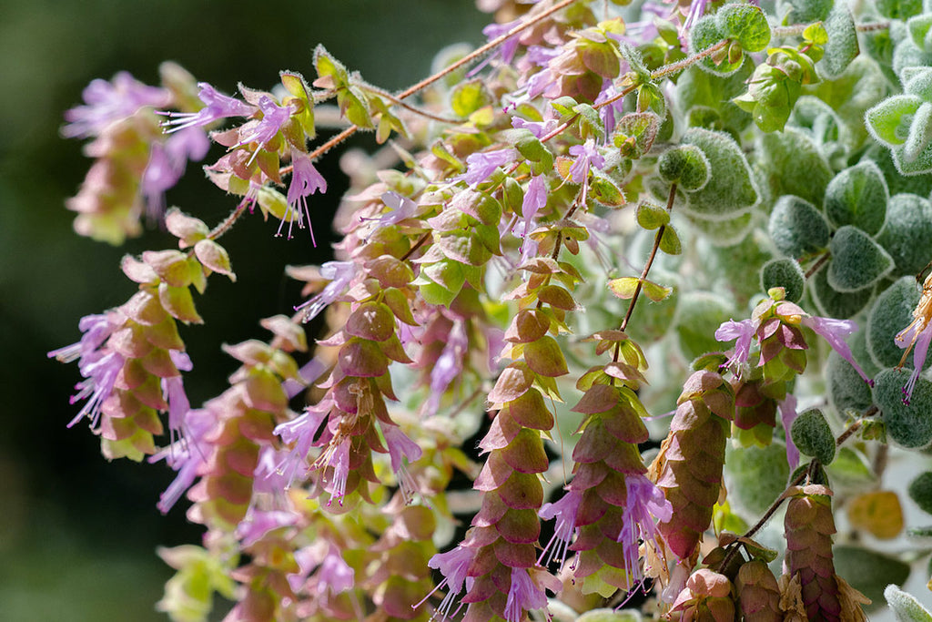 Close-up of Dittany plant with pink flowers and green leaves with a blurred background