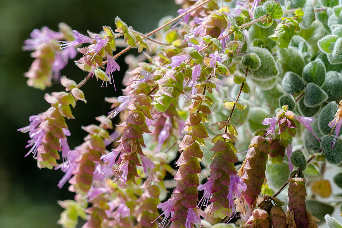 Close-up of Dittany plant with pink flowers and green leaves with a blurred background