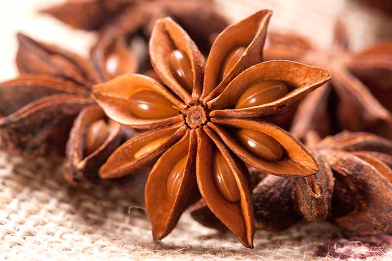 Close-up of star anise spice on a textured surface