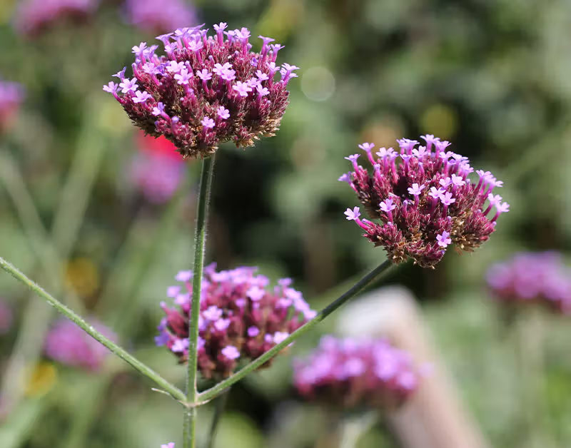 European Vervain (Organic)