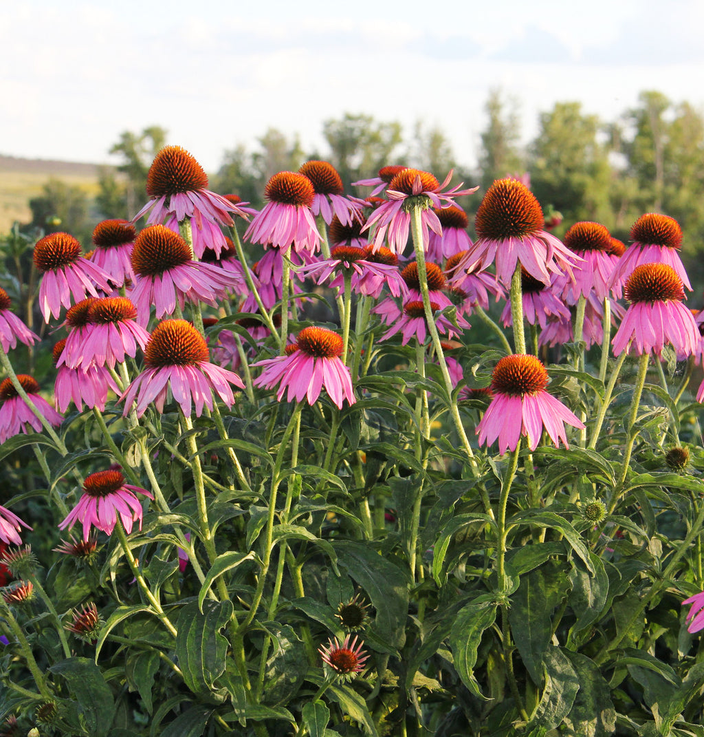 Echinacea Herb (Organic)