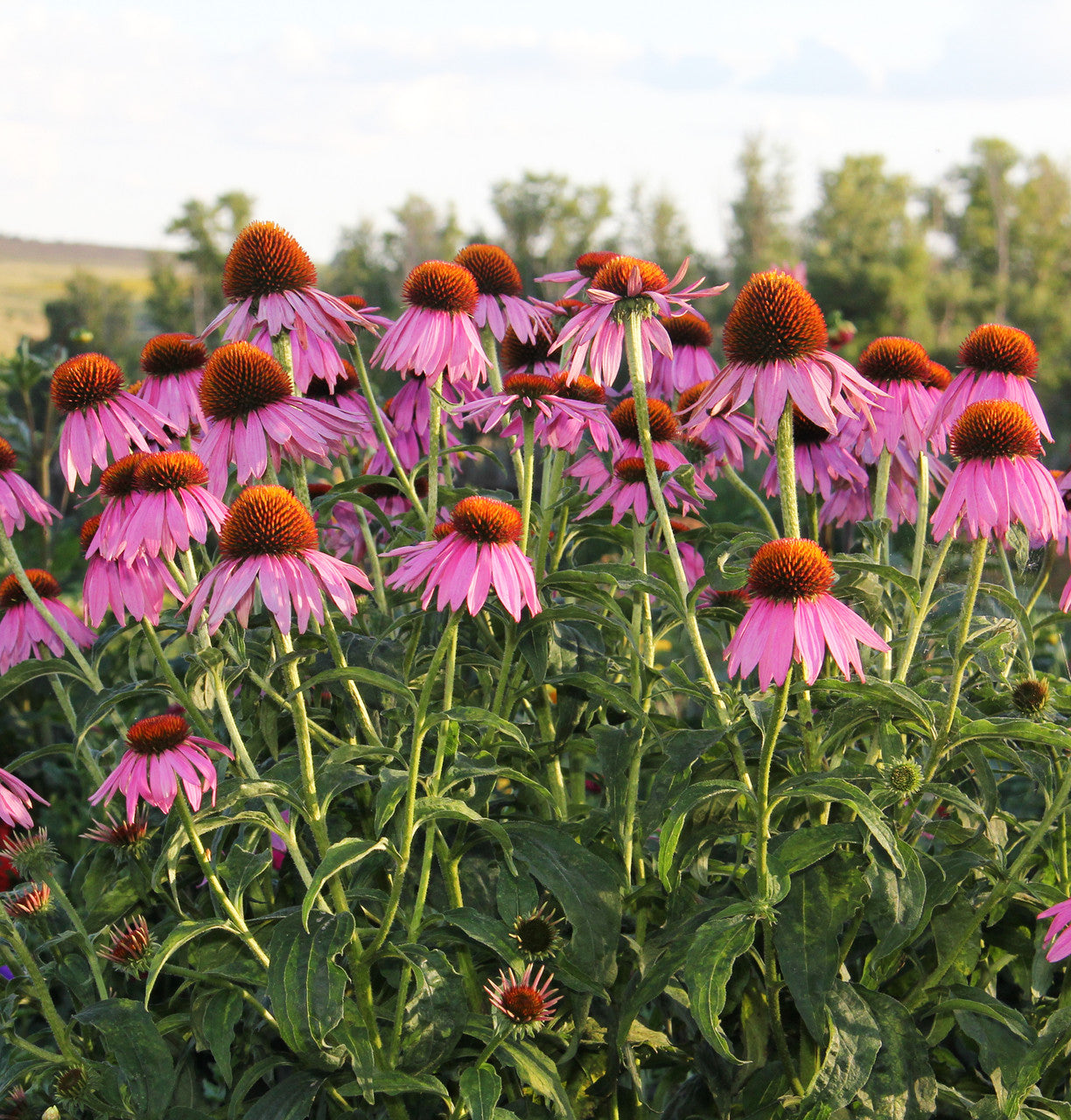 Echinacea Herb (Organic)