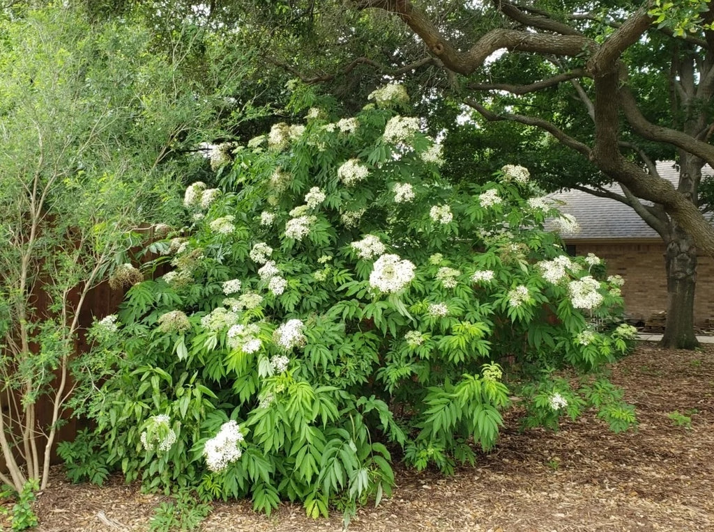 Elderberries (Organic)