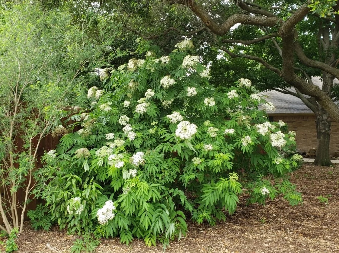 Elderberries (Organic)