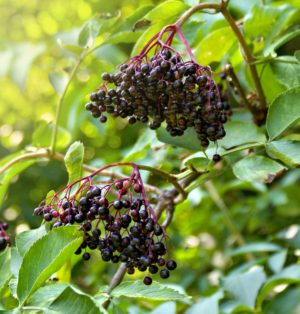 Elderberries (Organic)