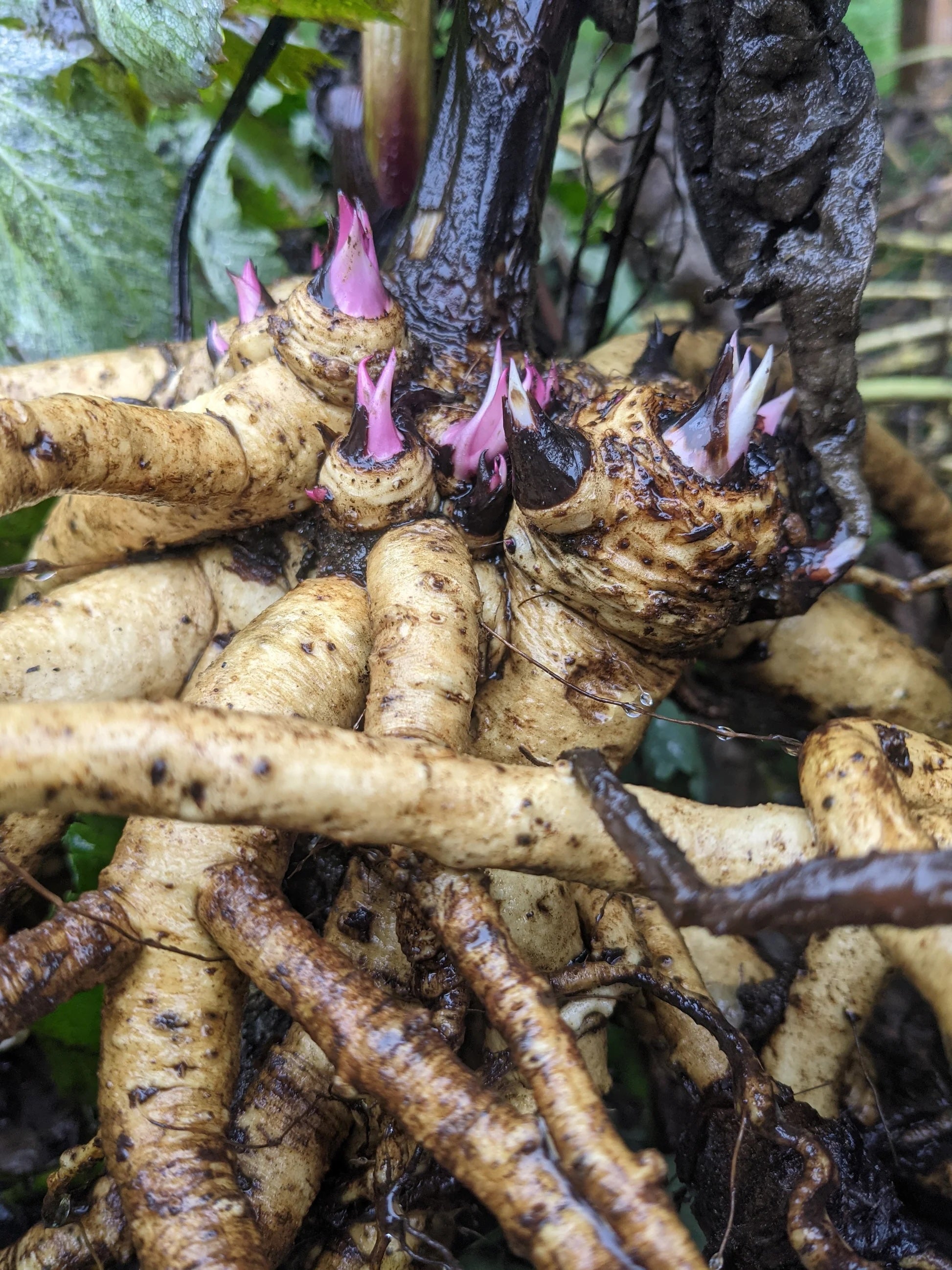 Elecampane Root (Organic)