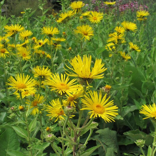 Elecampane Root (Organic)