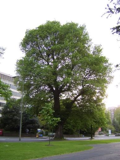 Elm Bark, Cut