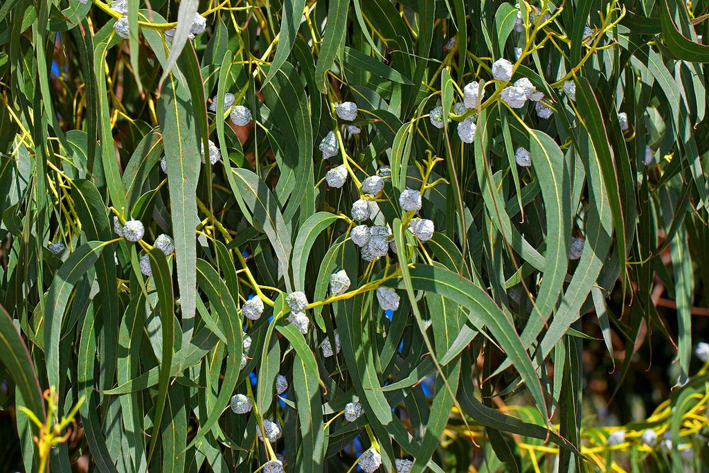 Eucalyptus Leaf (Organic)