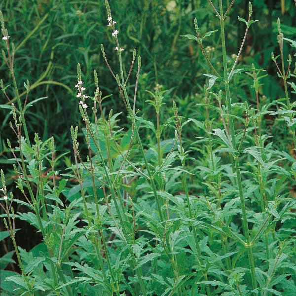European Vervain (Organic)