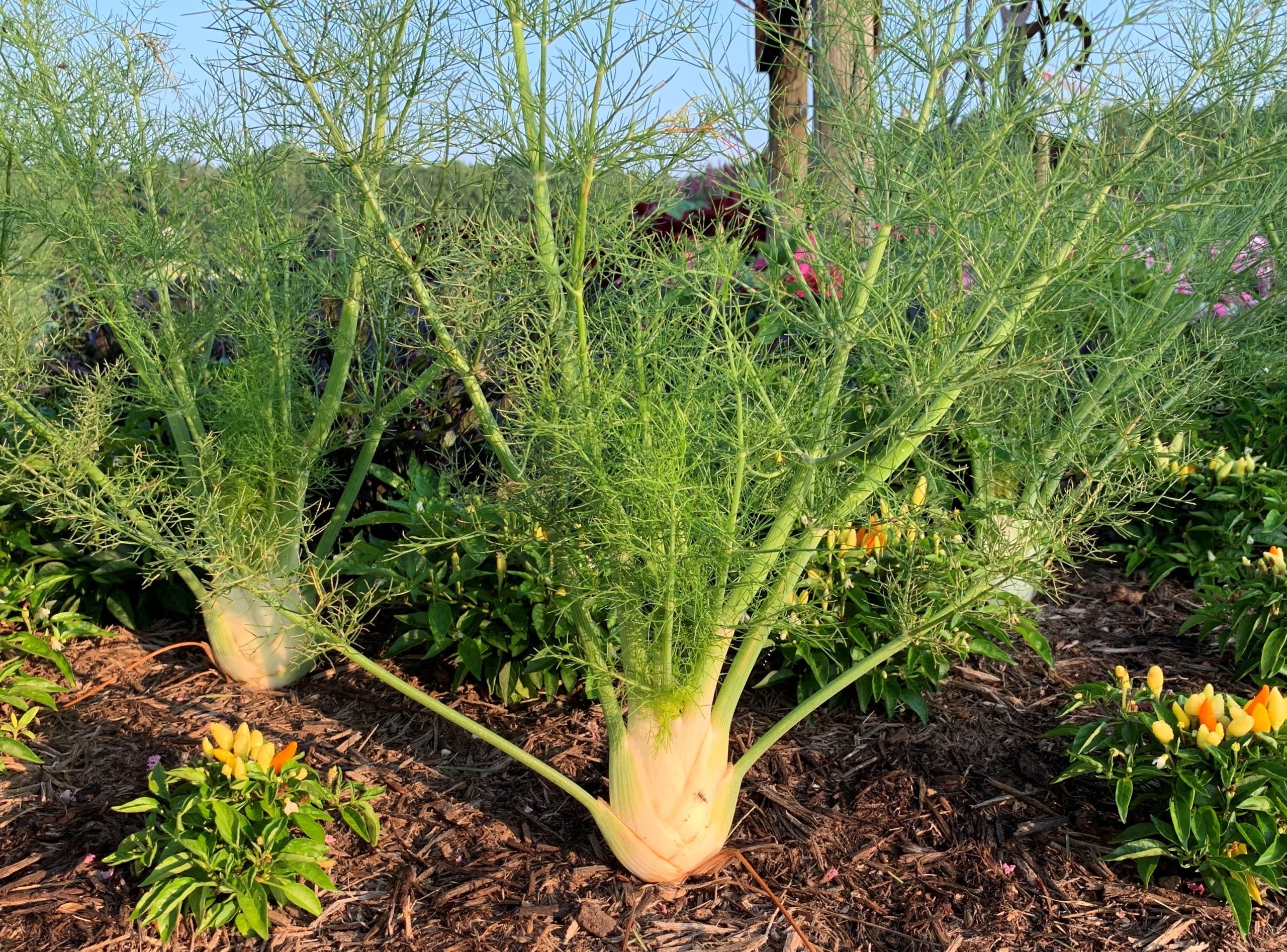Fennel Seed (Organic)