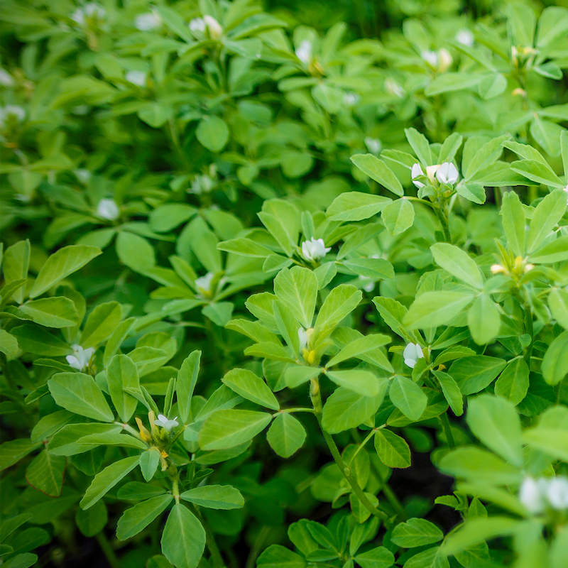 Fenugreek Seed (Organic)