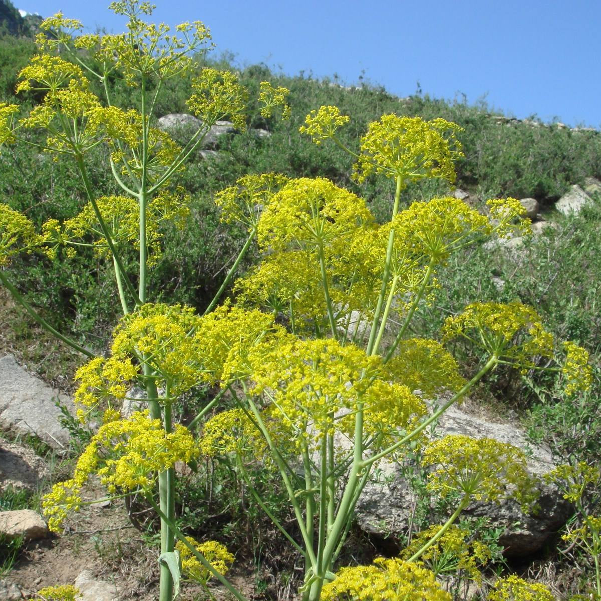 Ferula-asafoetida plant in bloom on a rocky hillside. The plant has yellow umbel flowers and green stems.