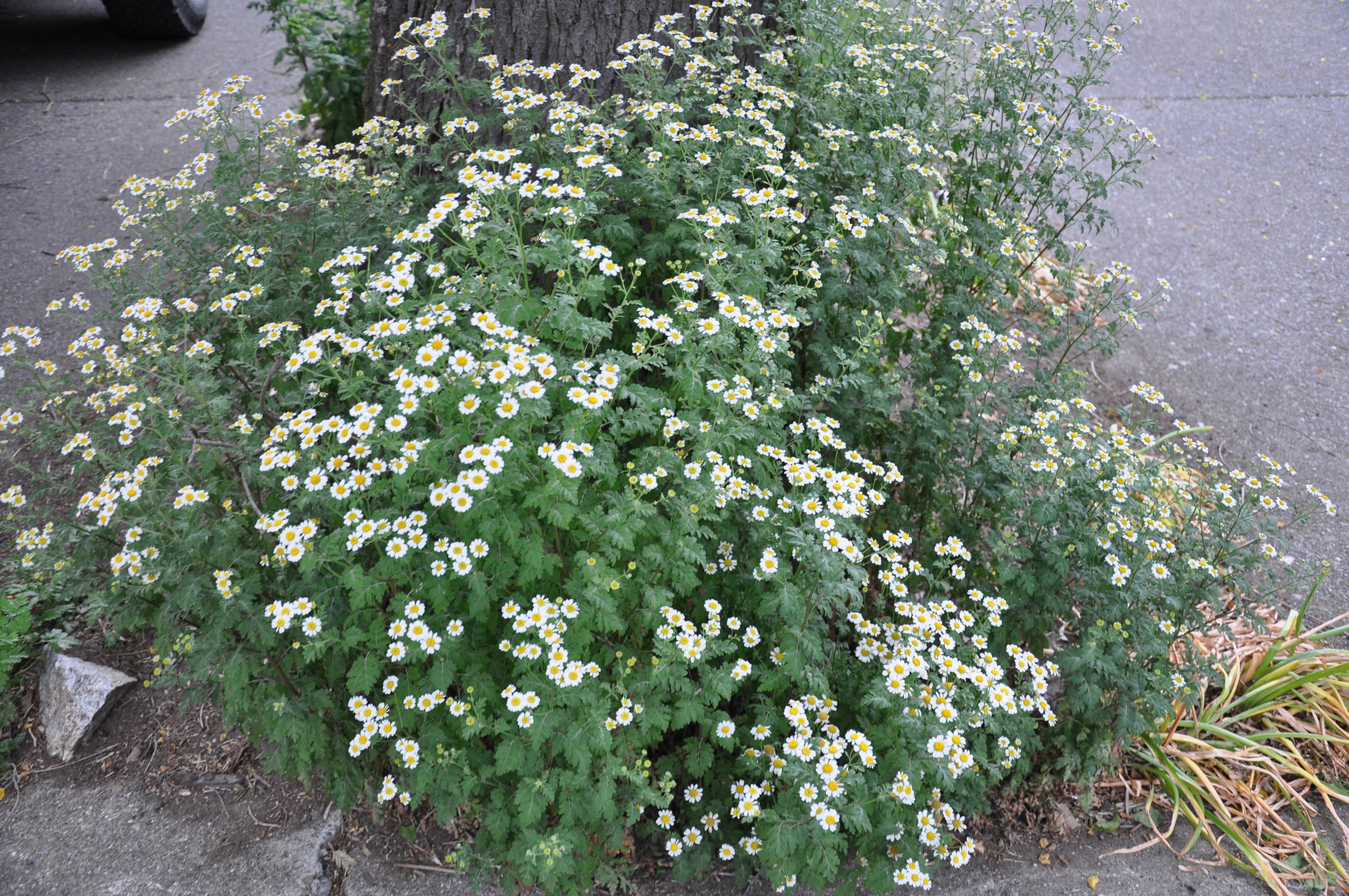 Feverfew Herb (Organic)