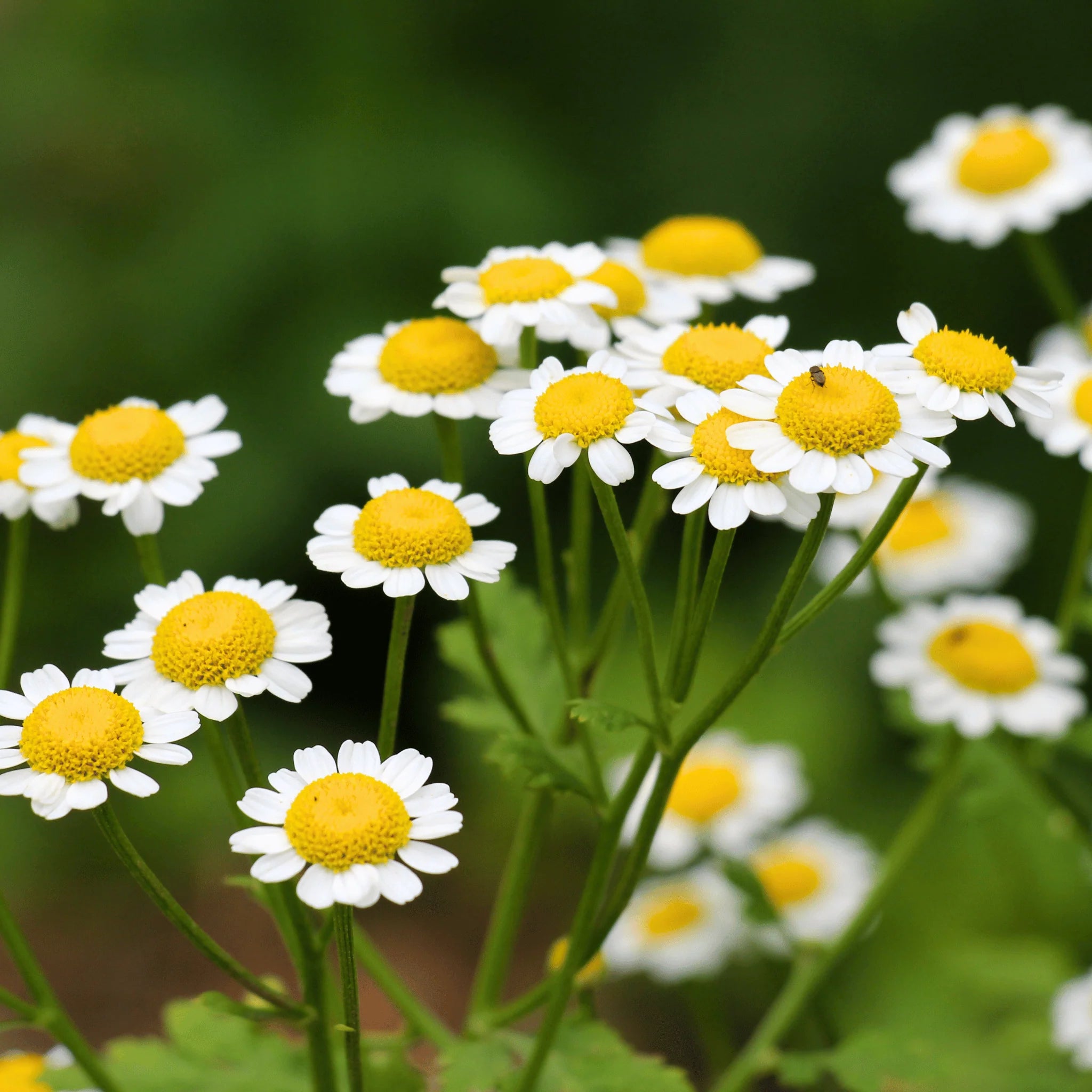 Feverfew Herb (Organic)