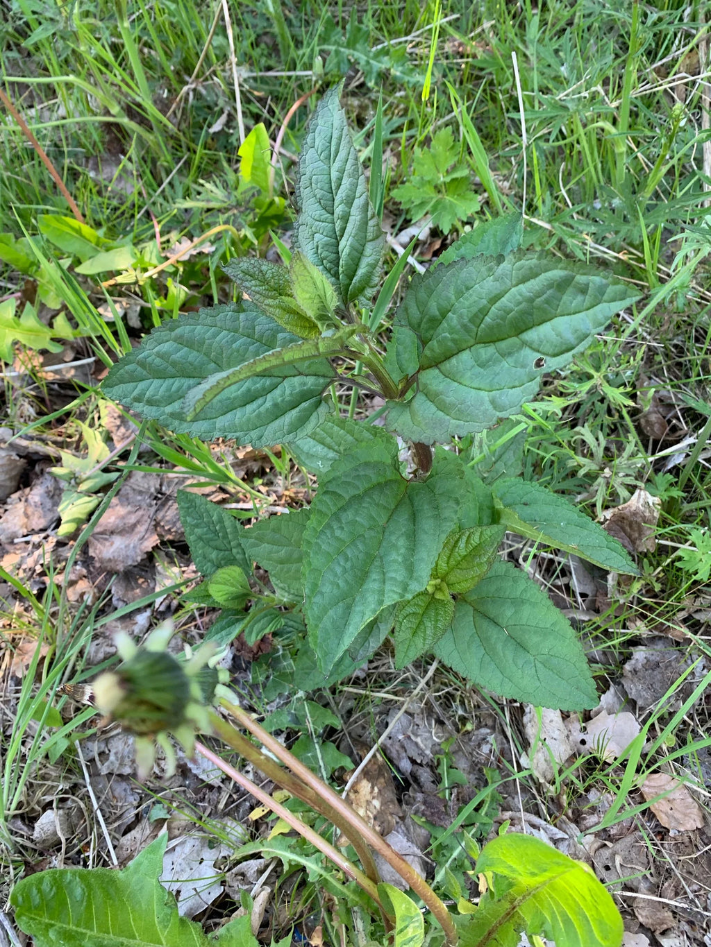 Figwort Herb (Organic)