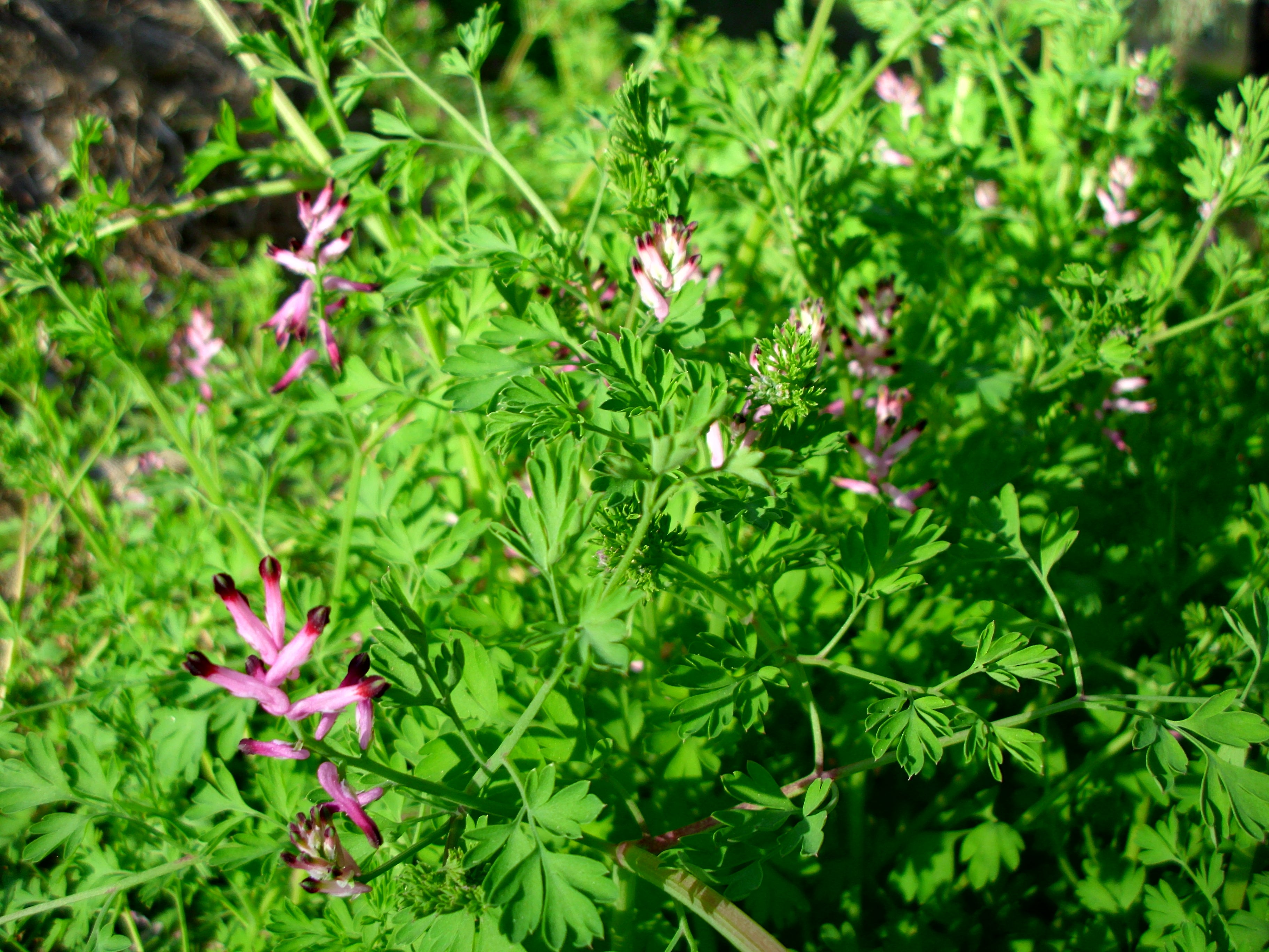 Fumitory