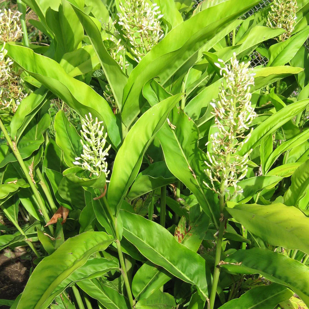 Galangal Root Powder (Organic)