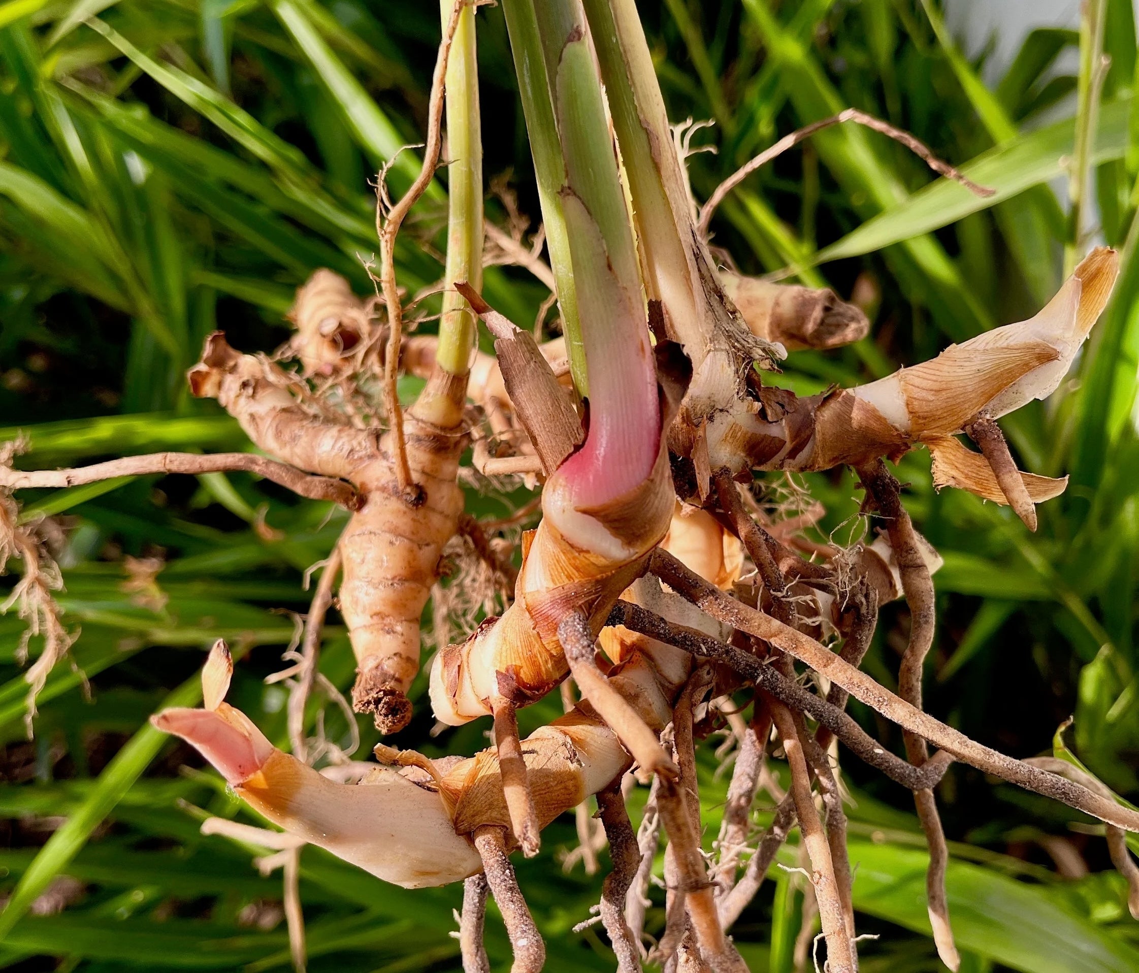 Galangal Root Powder (Organic)
