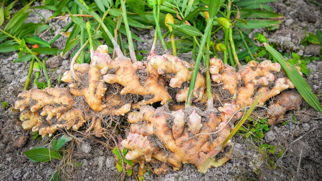 Ginger Root, Organic