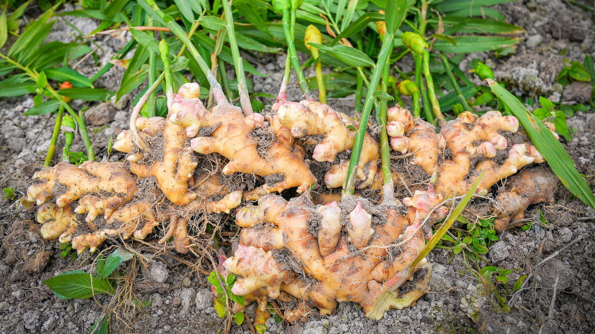 Ginger Root, Sliced (Organic)