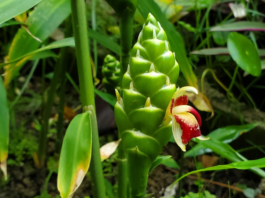 Ginger Root, Organic