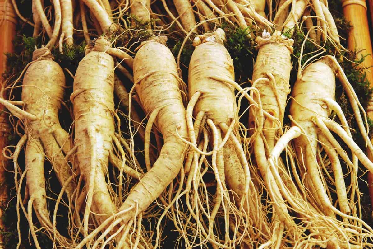 Red Ginseng Root, Whole (Organic)