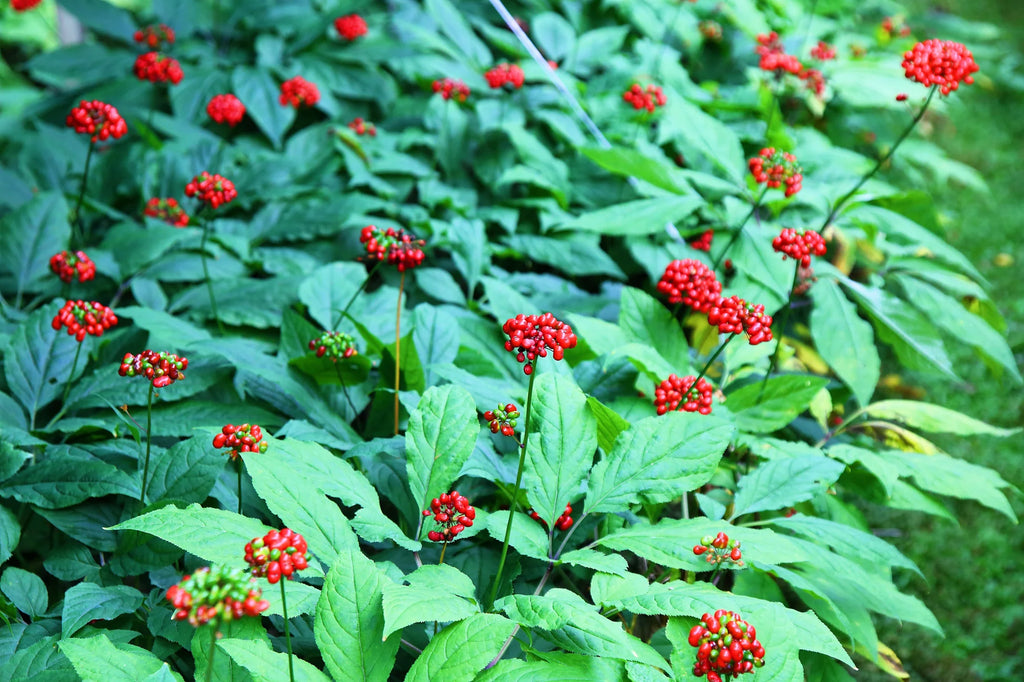 Red Ginseng Root, Whole (Organic)