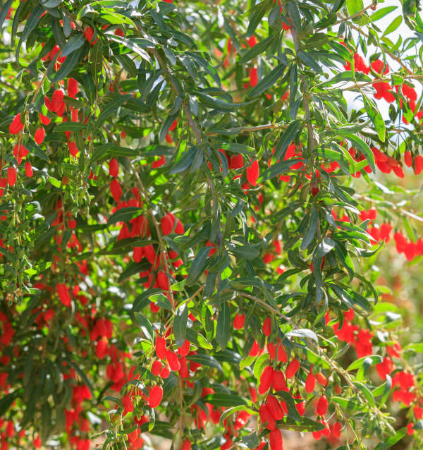 Goji (Lycii) Berries (Organic)