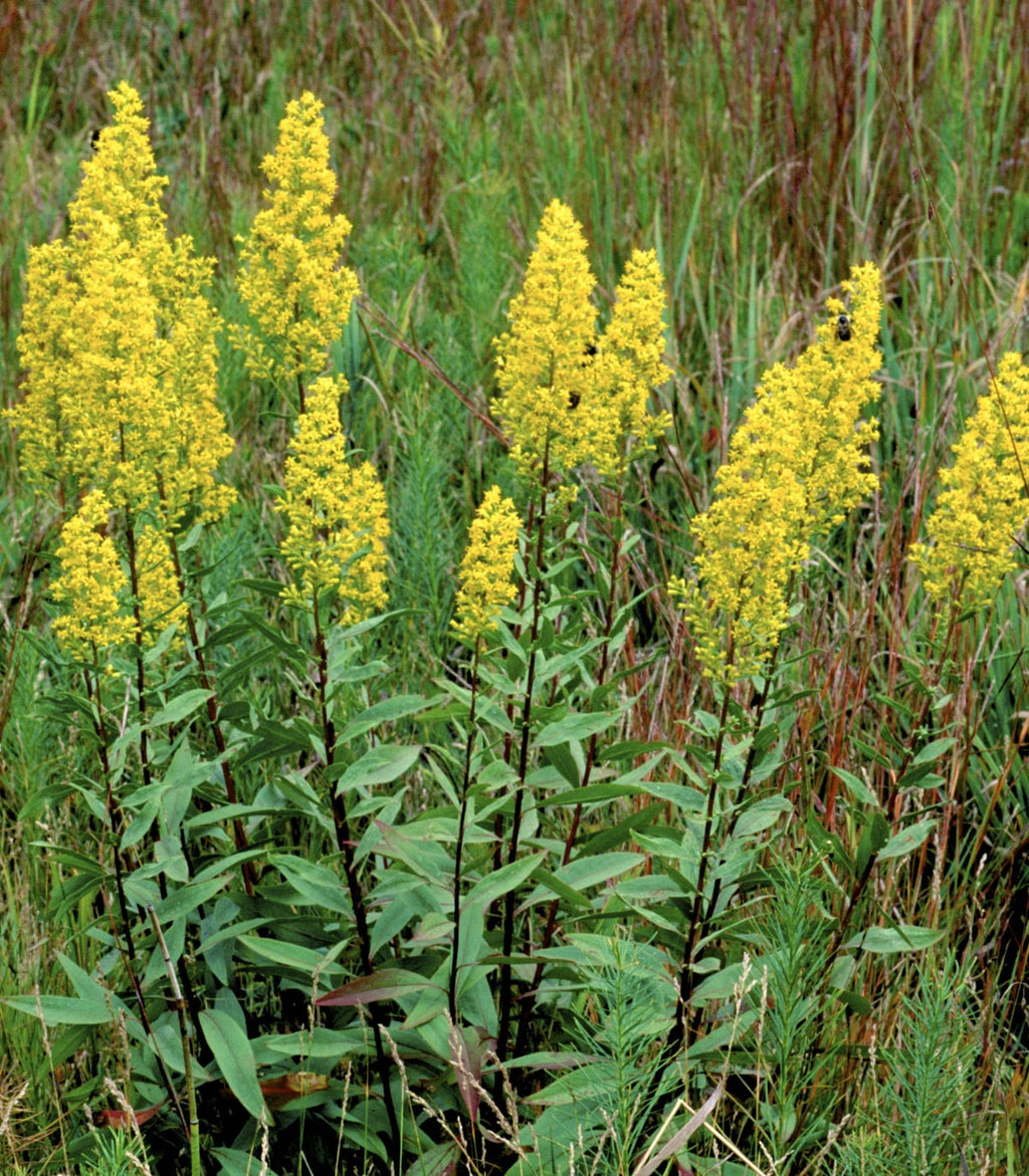Goldenrod Herb (Organic)