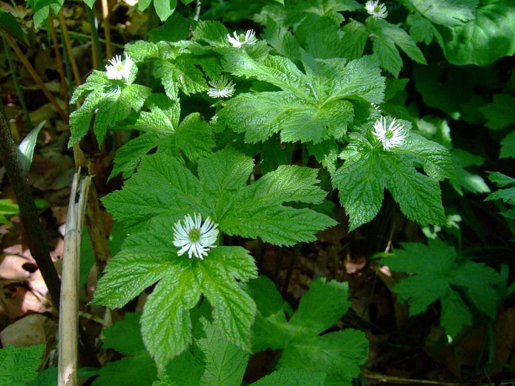 Goldenseal Leaf (Wild Crafted)