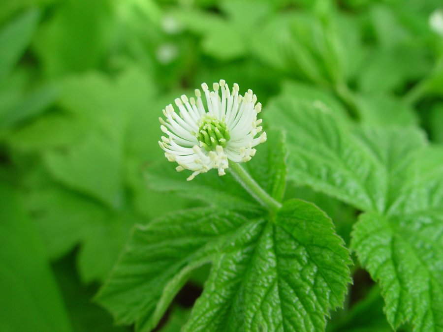 Goldenseal Leaf (Wild Crafted)