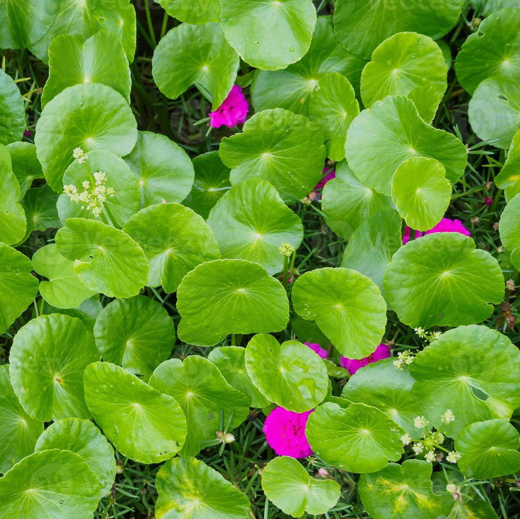 Gotu Kola (Organic)