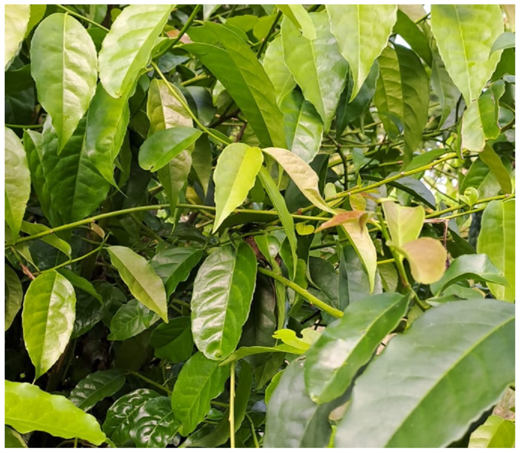 Guayusa Herb, Organic