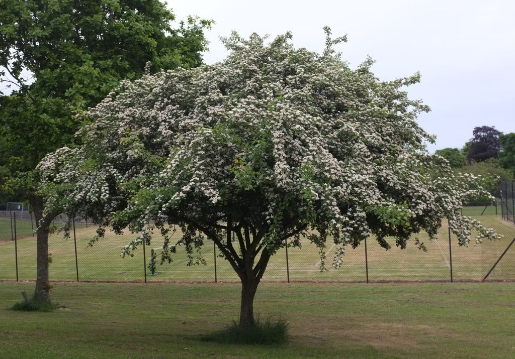 Hawthorn Berries (Organic)