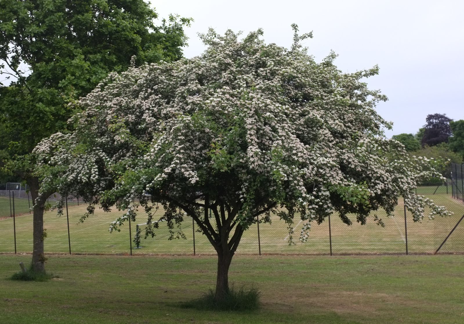 Hawthorn Berries (Organic)